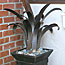 Bromeliad